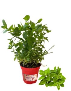 Origano Pepe vaso diametro 14