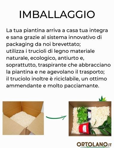 Pepe Acqua (rosso) Vaso diametro 14