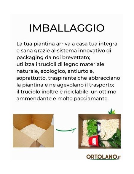 Pepe Acqua (rosso) Vaso diametro 14