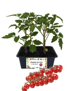 Pomodoro ciliegia pack da 4 piante
