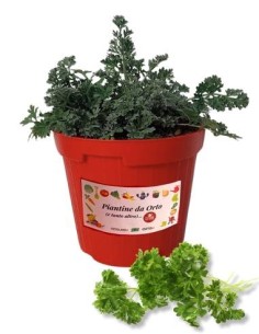 Prezzemolo riccio vaso diametro 14