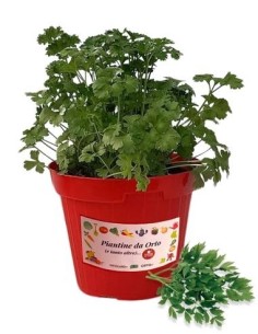 Prezzemolo comune (vaso diametro 14)