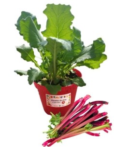 Rabarbaro rosso vaso diametro 14