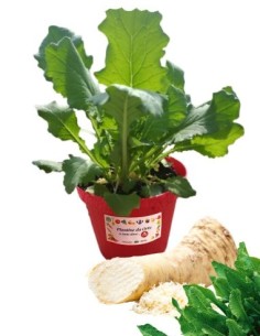 Rafano - Cren vaso diametro 14