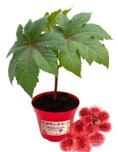 Ricino vaso diametro 14