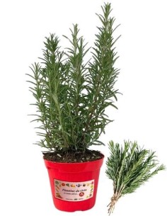 Rosmarino vaso diametro 14