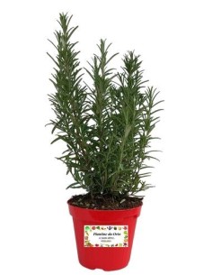 Rosmarino Rosa Vaso diametro 14