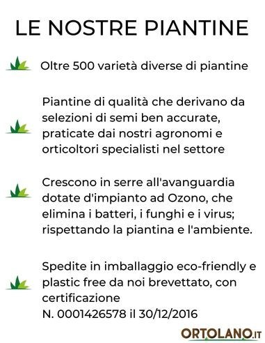 Rosmarino Rosa Vaso diametro 14