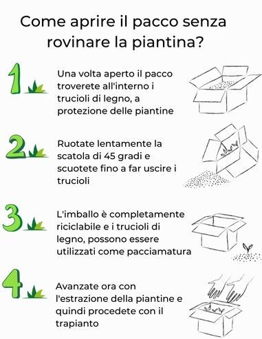 Rosmarino Rosa Vaso diametro 14