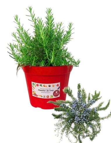 Rosmarino prostrato vaso diametro 14