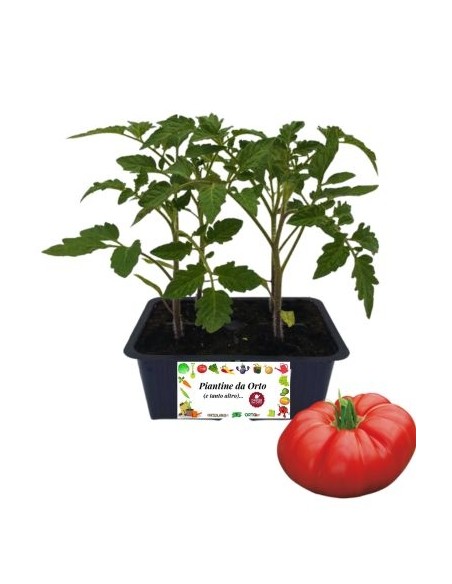Pomodoro costoluto pack da 4 piante