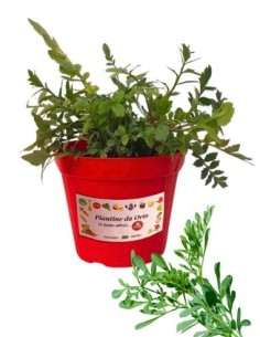 Ruta vaso diametro 14