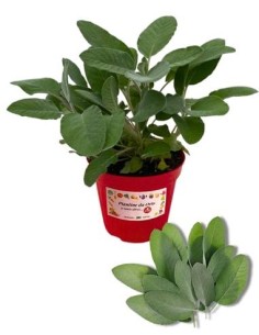 Salvia foglia larga vaso diametro 14