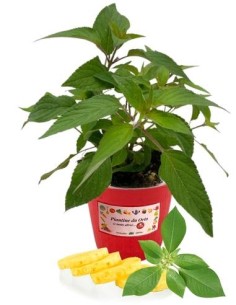 Salvia ananas vaso diametro  14