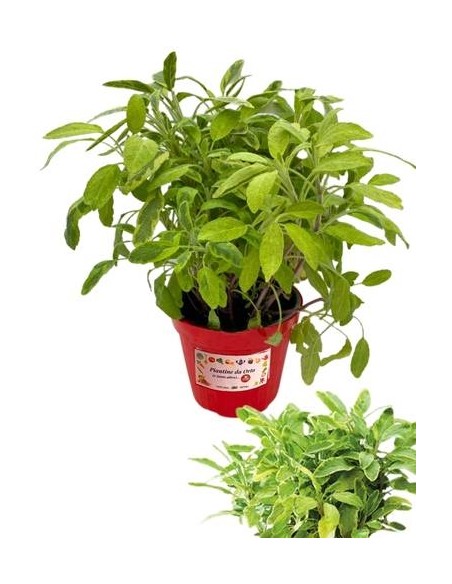 Salvia dorata vaso diametro 14