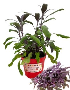 Salvia foglia rossa vaso diametro 14