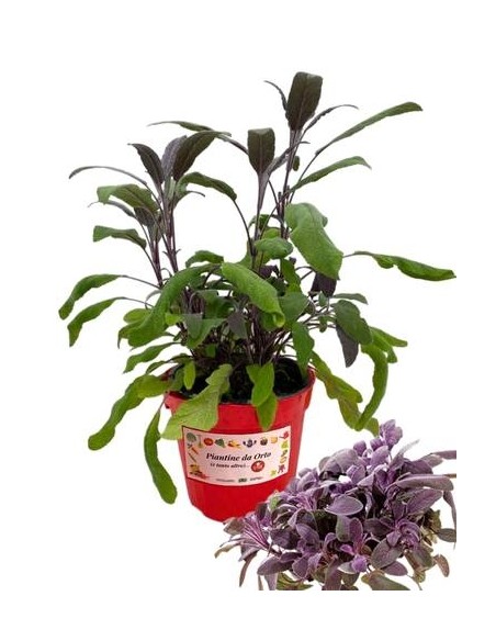 Salvia foglia rossa vaso diametro 14