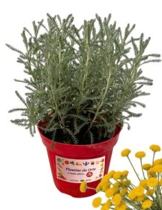 Santolina vaso diametro 14