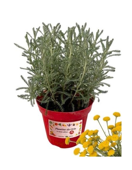 Santolina vaso diametro 14