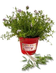 Santoreggia vaso diametro 14