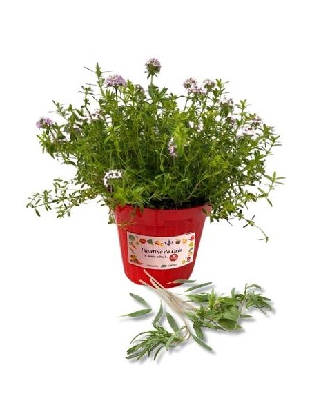 Santoreggia vaso diametro 14