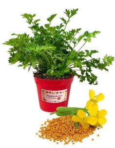 Senape vaso diametro 14