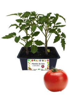 Pomodoro gigante pack da 4 piantine