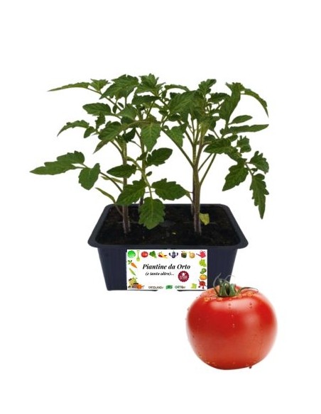 Pomodoro gigante pack da 4 piantine