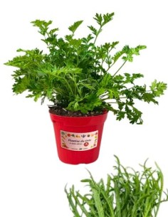 Erba stella vaso diametro 14