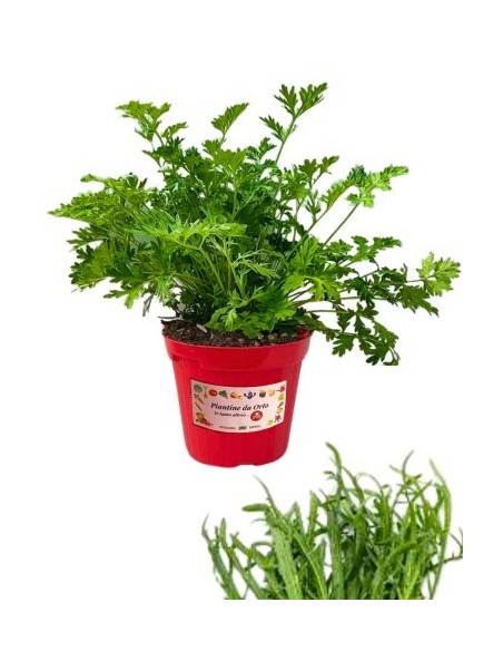 Erba stella vaso diametro 14