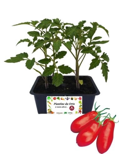 Pomodoro san marzano pack da 4 piante