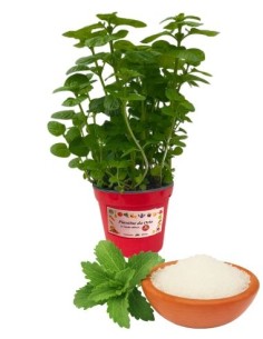 Stevia da zucchero vaso diametro 14