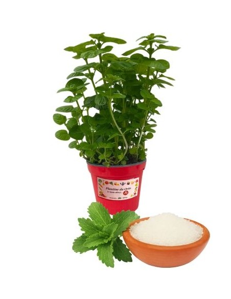 Stevia da zucchero vaso diametro 14