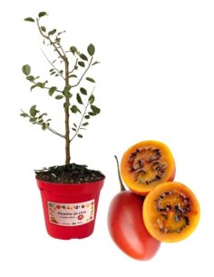 TAMARILLO (albero del pomodoro) vaso diametro 14