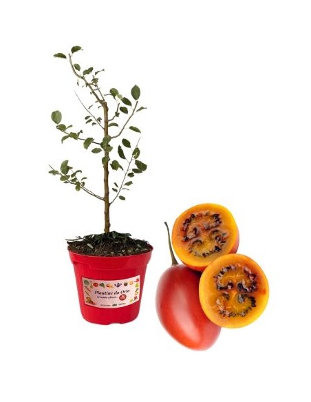TAMARILLO (albero del pomodoro) vaso diametro 14
