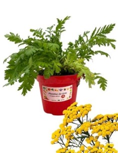 Tanaceto vaso diametro 14