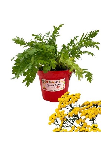 Tanaceto vaso diametro 14