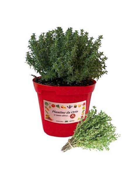 Timo vaso diametro 14