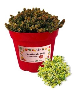 Timo aureo vaso diametro 14