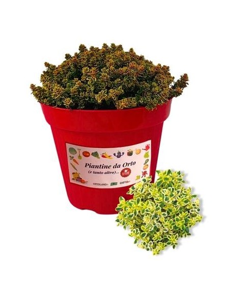 Timo aureo vaso diametro 14