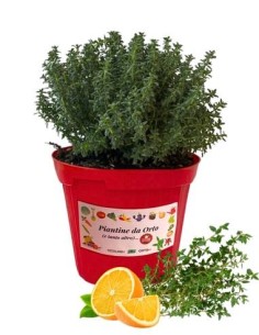 Timo Arancio vaso diametro 14