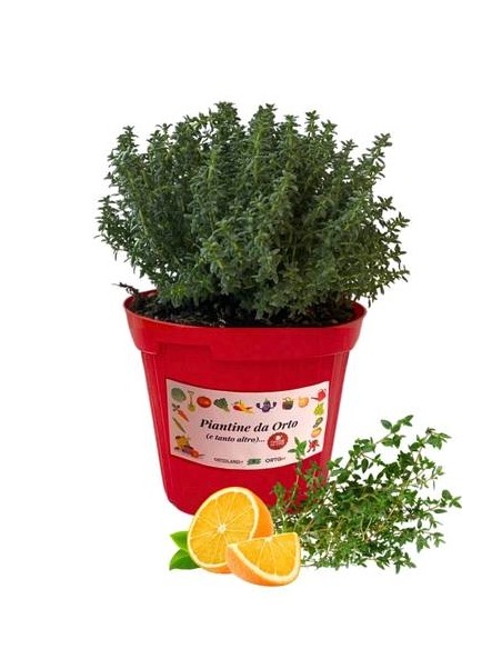 Timo Arancio vaso diametro 14