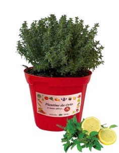 Timo limone vaso diametro 14