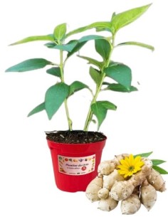 Topinambur vaso diametro 14