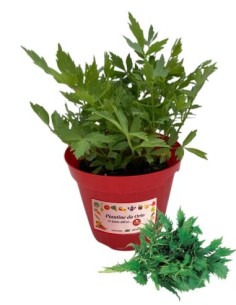 Valeriana vaso diametro 14
