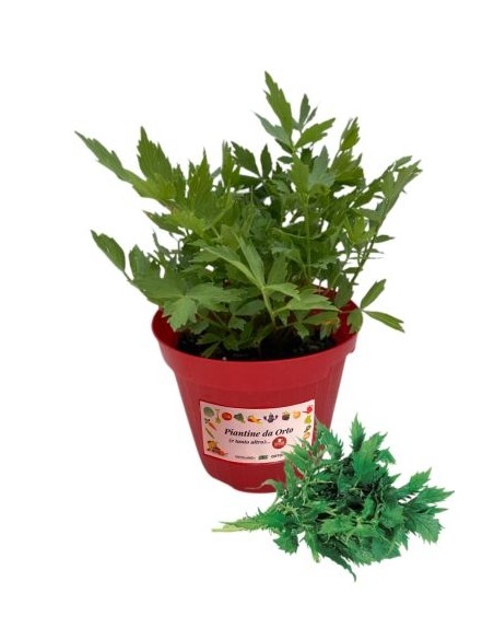 Valeriana vaso diametro 14