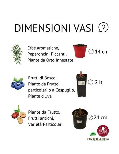 Valeriana vaso diametro 14