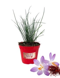 Zafferano vaso diametro 14