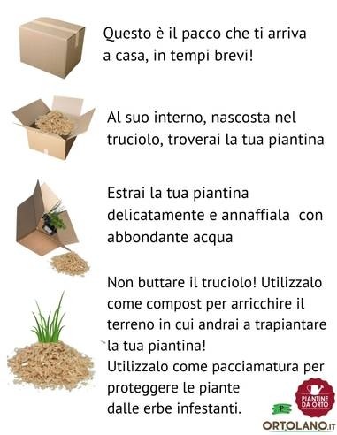 Zafferano vaso diametro 14