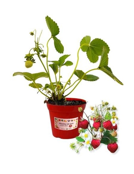 Fragola da bosco (vaso 14)